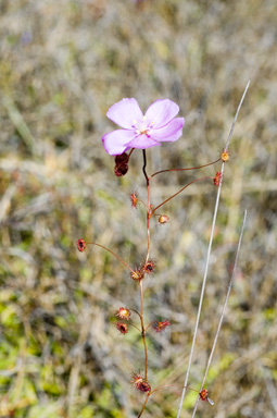 APII jpeg image of Drosera menziesii subsp. menziesii  © contact APII