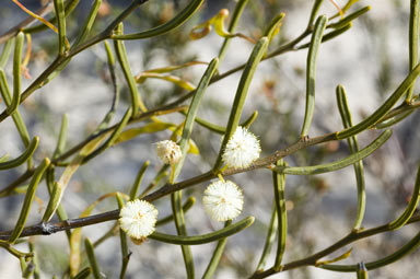 APII jpeg image of Acacia gonophylla  © contact APII