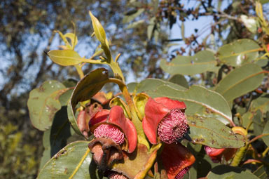 APII jpeg image of Eucalyptus tetraptera  © contact APII