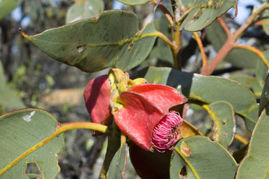 APII jpeg image of Eucalyptus tetraptera  © contact APII