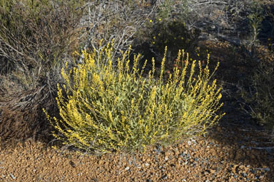 APII jpeg image of Synaphea petiolaris subsp. petiolaris  © contact APII
