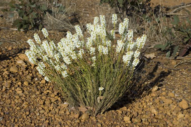 APII jpeg image of Stackhousia monogyna  © contact APII