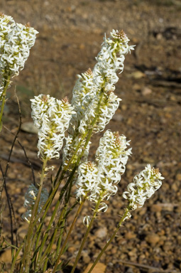 APII jpeg image of Stackhousia monogyna  © contact APII