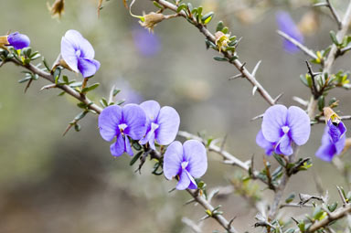 APII jpeg image of Hovea acanthoclada  © contact APII