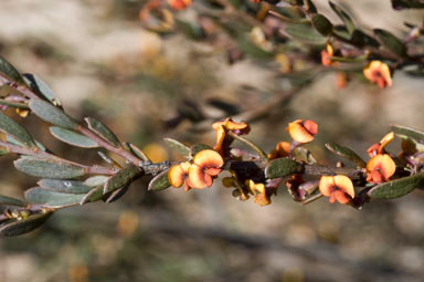 APII jpeg image of Daviesia argillacea  © contact APII