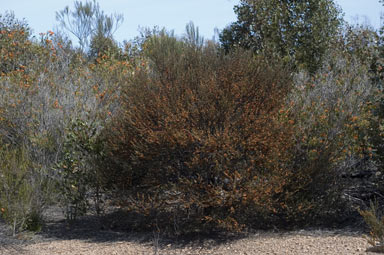 APII jpeg image of Daviesia argillacea  © contact APII