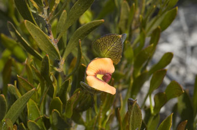 APII jpeg image of Daviesia alternifolia  © contact APII