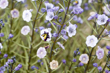 APII jpeg image of Cyanostegia angustifolia  © contact APII