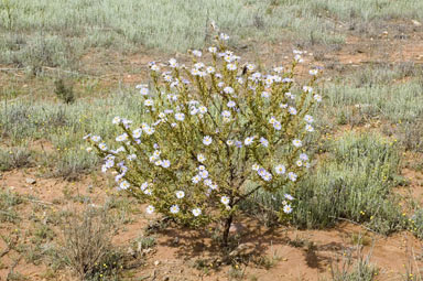APII jpeg image of Olearia laciniifolia  © contact APII