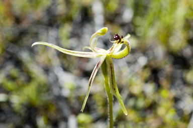 APII jpeg image of Caladenia  © contact APII