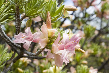 APII jpeg image of Eremophila miniata  © contact APII