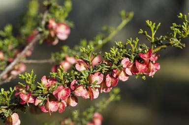 APII jpeg image of Dodonaea adenophora  © contact APII