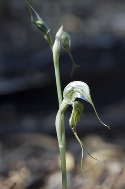 APII jpeg image of Pterostylis  © contact APII