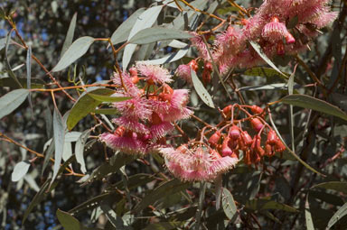 APII jpeg image of Eucalyptus torquata  © contact APII