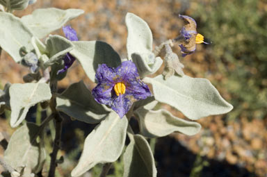 APII jpeg image of Solanum lasiophyllum  © contact APII