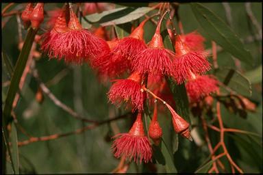 APII jpeg image of Eucalyptus leucoxylon subsp. megalocarpa  © contact APII