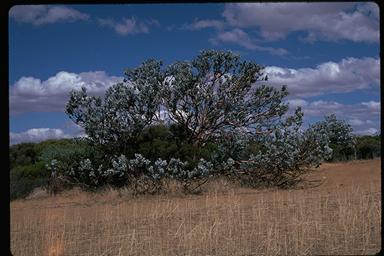 APII jpeg image of Eucalyptus macrocarpa  © contact APII