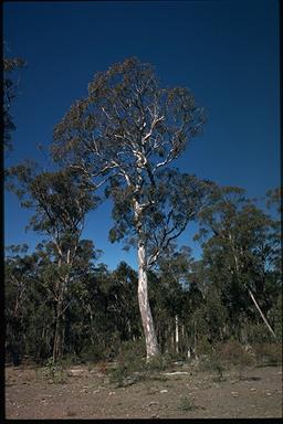 APII jpeg image of Eucalyptus michaeliana  © contact APII