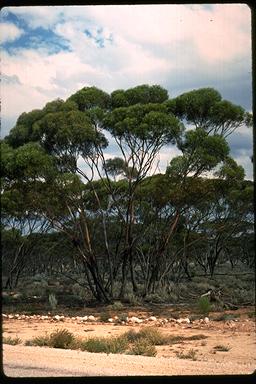 APII jpeg image of Eucalyptus melanoxylon  © contact APII