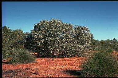 APII jpeg image of Eucalyptus orbifolia  © contact APII