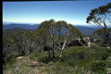 APII jpeg image of Eucalyptus pauciflora subsp. debeuzevillei  © contact APII
