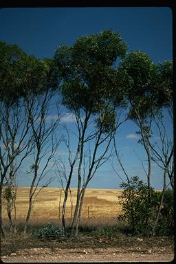 APII jpeg image of Eucalyptus peninsularis  © contact APII