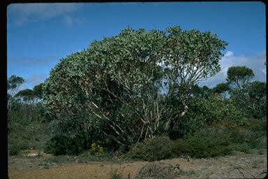 APII jpeg image of Eucalyptus pleurocarpa  © contact APII