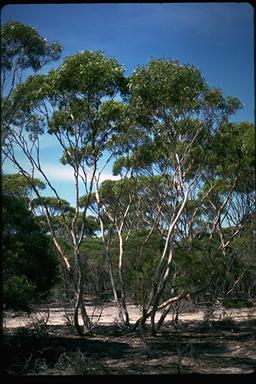APII jpeg image of Eucalyptus pleurocorys  © contact APII