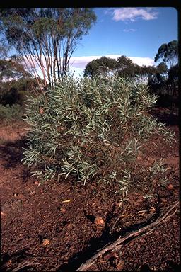 APII jpeg image of Eucalyptus polybractea  © contact APII