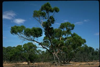 APII jpeg image of Eucalyptus porosa  © contact APII