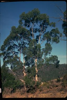 APII jpeg image of Eucalyptus pulchella  © contact APII