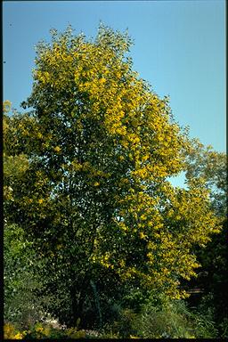 APII jpeg image of Acacia striatifolia  © contact APII