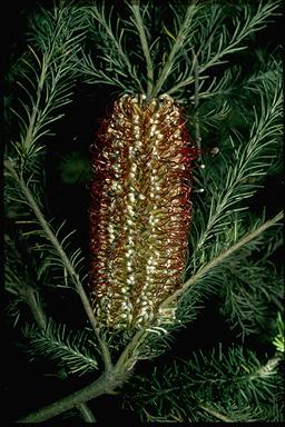 APII jpeg image of Banksia ericifolia var. macrantha  © contact APII