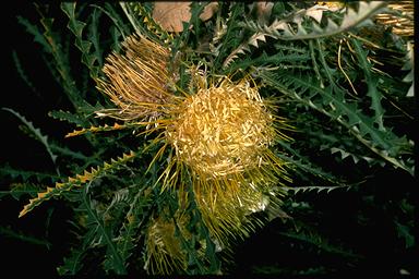 APII jpeg image of Banksia nobilis  © contact APII