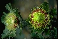 Dryandra quercifolia - click for larger image