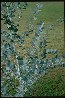 APII jpeg image of Eucalyptus glaucescens  © contact APII