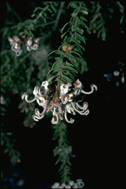 APII jpeg image of Grevillea buxifolia  © contact APII