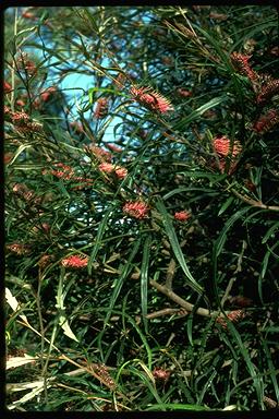 APII jpeg image of Grevillea longifolia  © contact APII