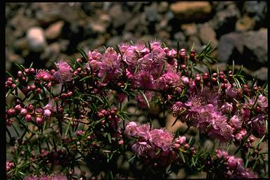 APII jpeg image of Hypocalymma robustum  © contact APII