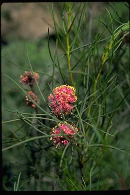 APII jpeg image of Melaleuca nematophylla  © contact APII