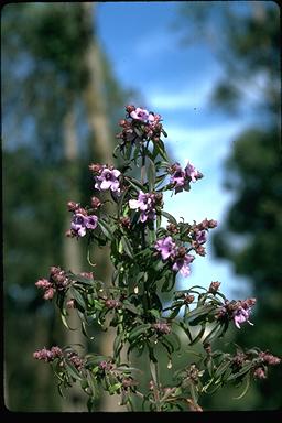 APII jpeg image of Prostanthera ovalifolia  © contact APII