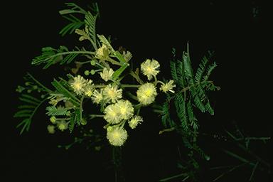 APII jpeg image of Acacia constablei  © contact APII