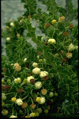 APII jpeg image of Acacia forestiana  © contact APII