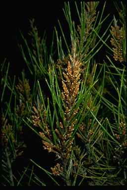 APII jpeg image of Allocasuarina fibrosa  © contact APII