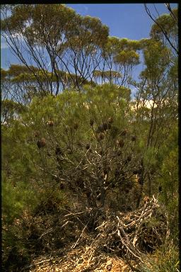 APII jpeg image of Banksia sphaerocarpa var. dolichostyla  © contact APII