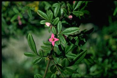 APII jpeg image of Boronia umbellata  © contact APII