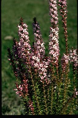 APII jpeg image of Epacris purpurascens var. purpurascens  © contact APII