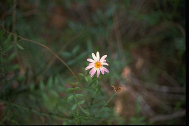 APII jpeg image of Olearia cordata  © contact APII