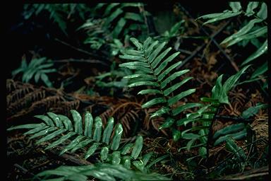 APII jpeg image of Blechnum wattsii  © contact APII