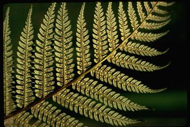 APII jpeg image of Cyathea australis  © contact APII